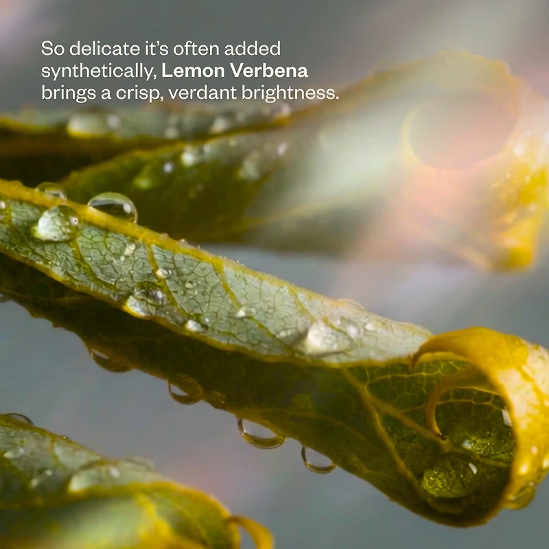 Shift Into Spring Duo