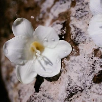 Eau de parfum Nomade avec fleur de freesia, myrobolan et mousse de chêne en vaporisateur de voyage