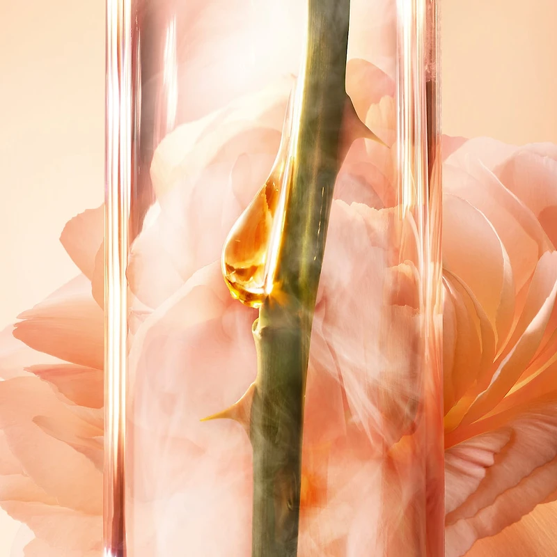 Sérum absolue