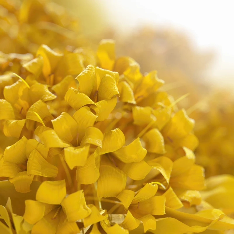 Crème pour le cou Immortelle au beurre de karité