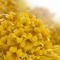 Crème pour le cou Immortelle au beurre de karité