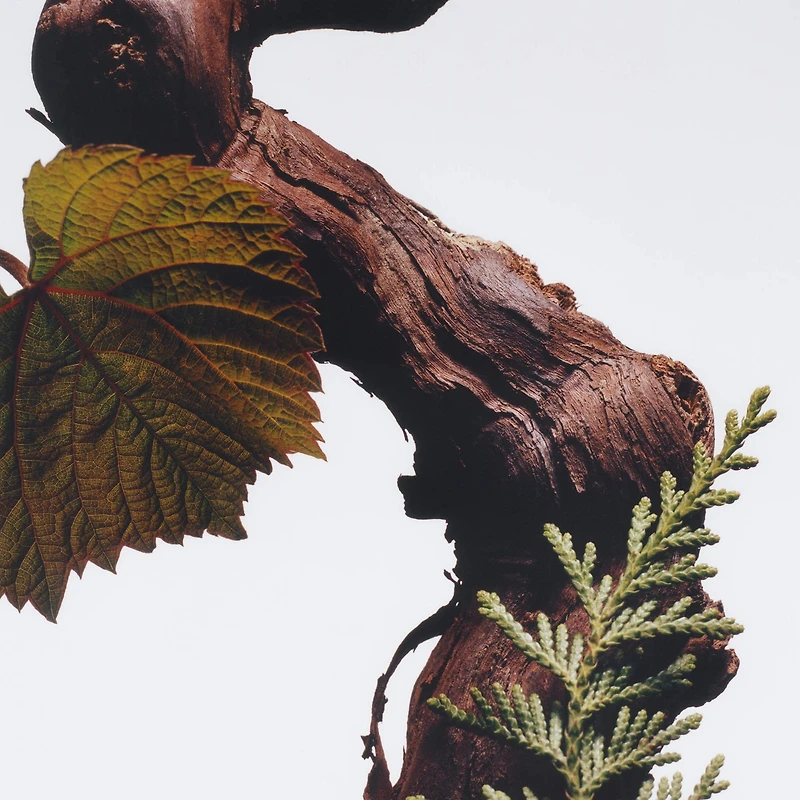 Eau de Cologne Intense Cypress & Grapevine