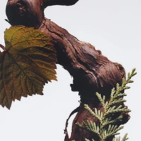 Eau de Cologne Intense Cypress & Grapevine