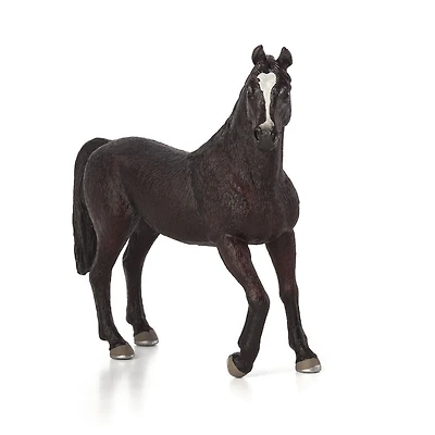 ALEX - Étalon Arabe Noir - Très Grand