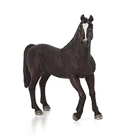 ALEX - Étalon Arabe Noir - Très Grand