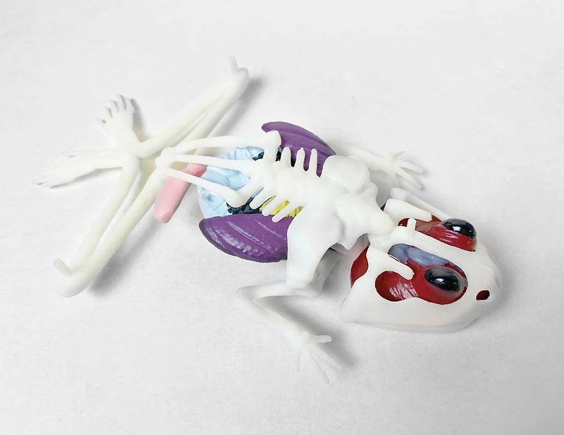 Labo de dissection de grenouille