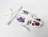 Labo de dissection de grenouille