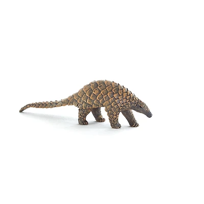 ALEX - Pangolin Indien - Moyen