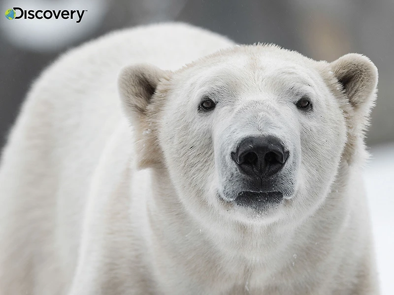 Prime 3D: Puzzle Découverte de l'ours polaire avec peluche - 48 pièces