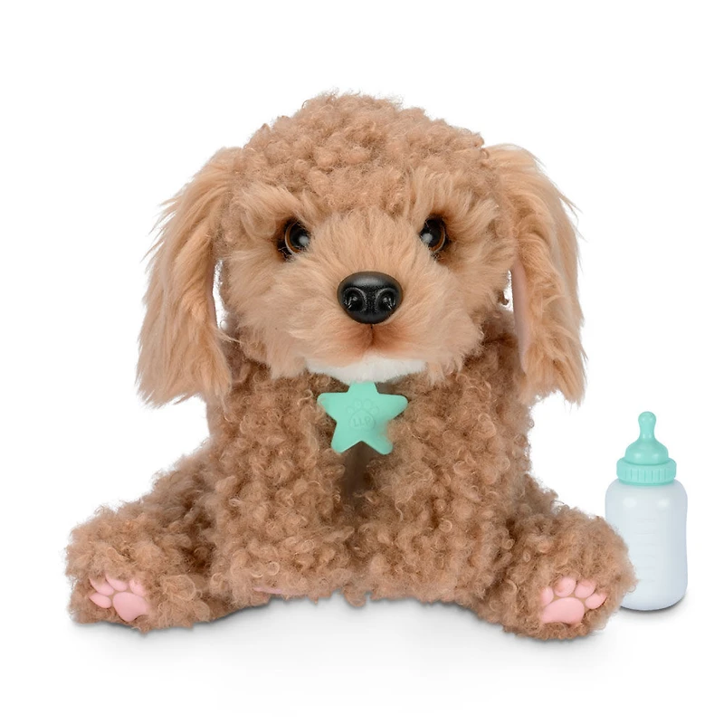 Petits animaux vivants : mon vrai chiot - Curley le Cavoodle