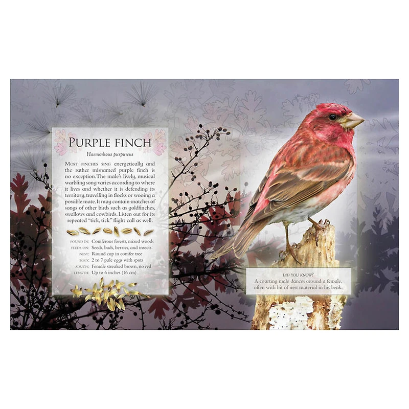 The Little Book of Woodland Bird Songs  - Édition anglaise