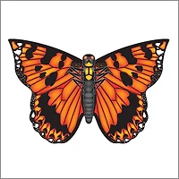 Cerf-volant papillon