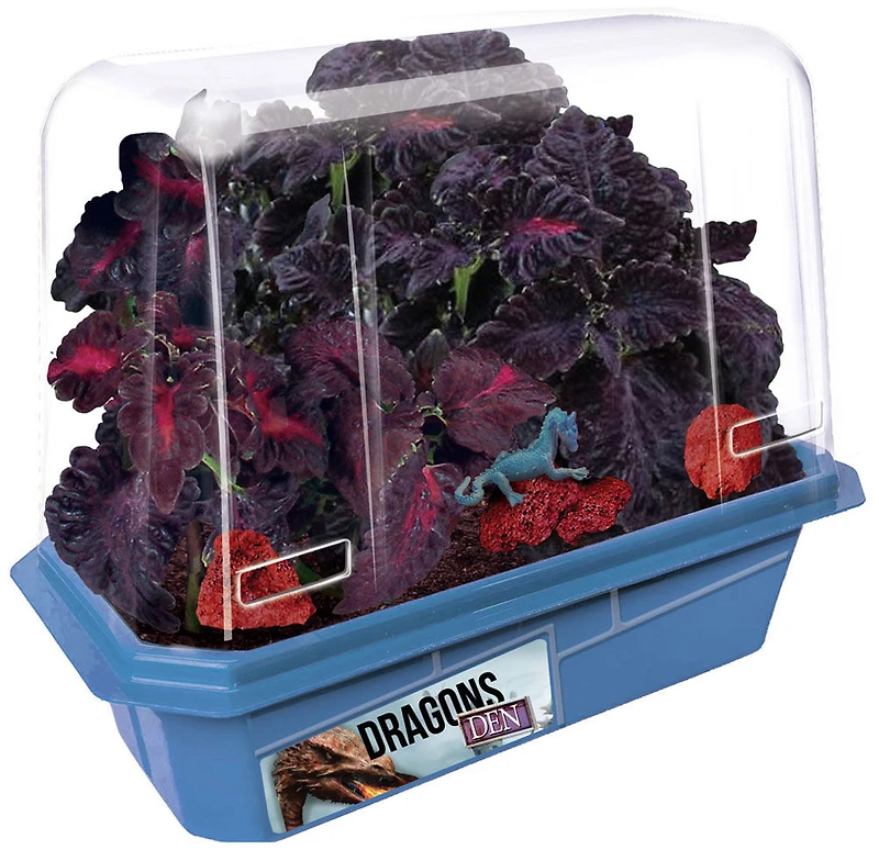 Dragons Den Mini World Terrarium - Édition anglaise