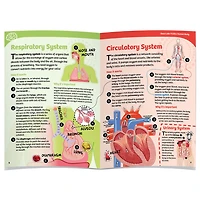 Corps Humain Entièrement Visible