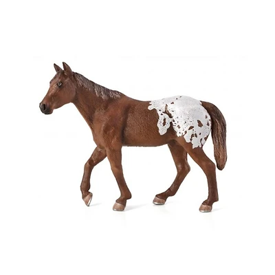 ALEX - Appaloosa Étalon Châtaignier - Très Grand