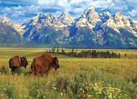 EuroGraphics Grand Teton National Park 1000-Piece Puzzle