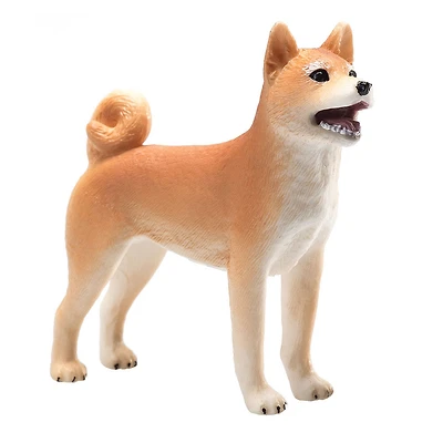 ALEX - Shiba Inu - Moyen