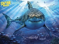 Shark Week - Great White Shark