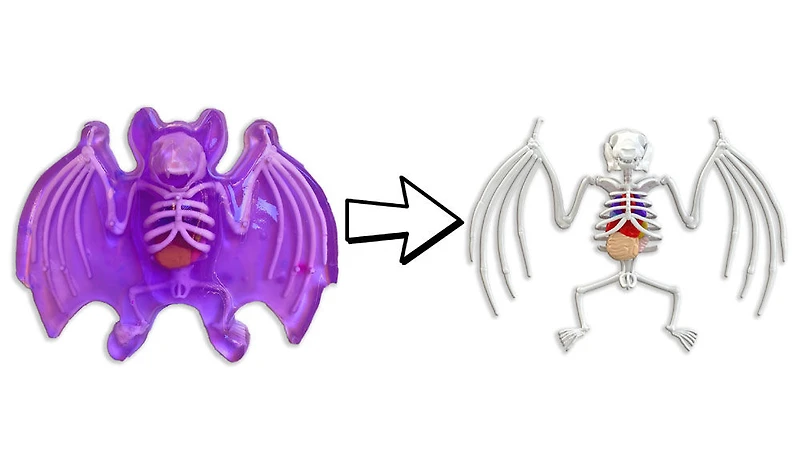 Chauve-souris au labo Dissect-It