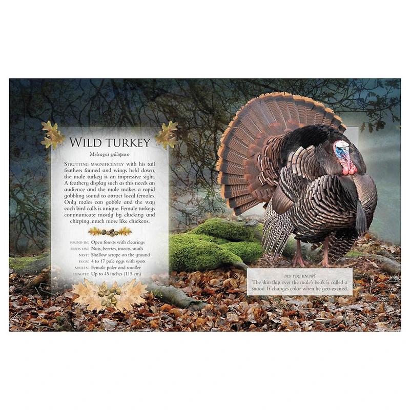 The Little Book of Woodland Bird Songs  - Édition anglaise