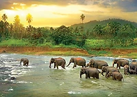 Puzzle 1000 pièces Rainforest d'Eurographics