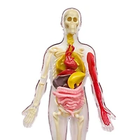 Corps Humain Entièrement Visible