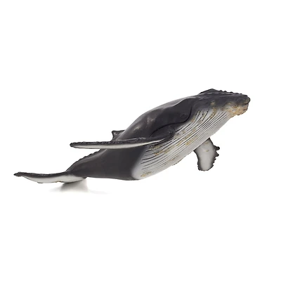 ALEX - Baleine À Bosse - Deluxe