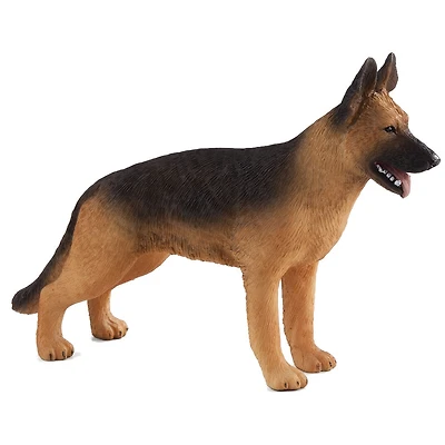 ALEX - Berger Allemand - Moyen