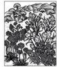 Wild Flowers Magic Painting Book - Édition anglaise