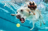 Underwater Dogs Daisy 150 pc Casse-Tete Super 3D