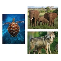 WWF N++ 1000 Pc. Puzzle Tri-Pack