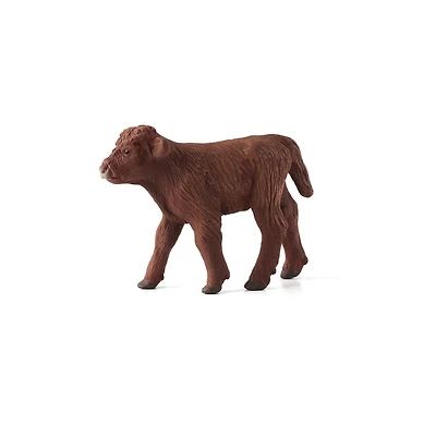 ALEX - Veau Des Highlands - Petit