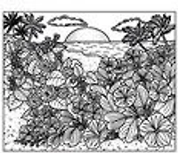 Wild Flowers Magic Painting Book - Édition anglaise