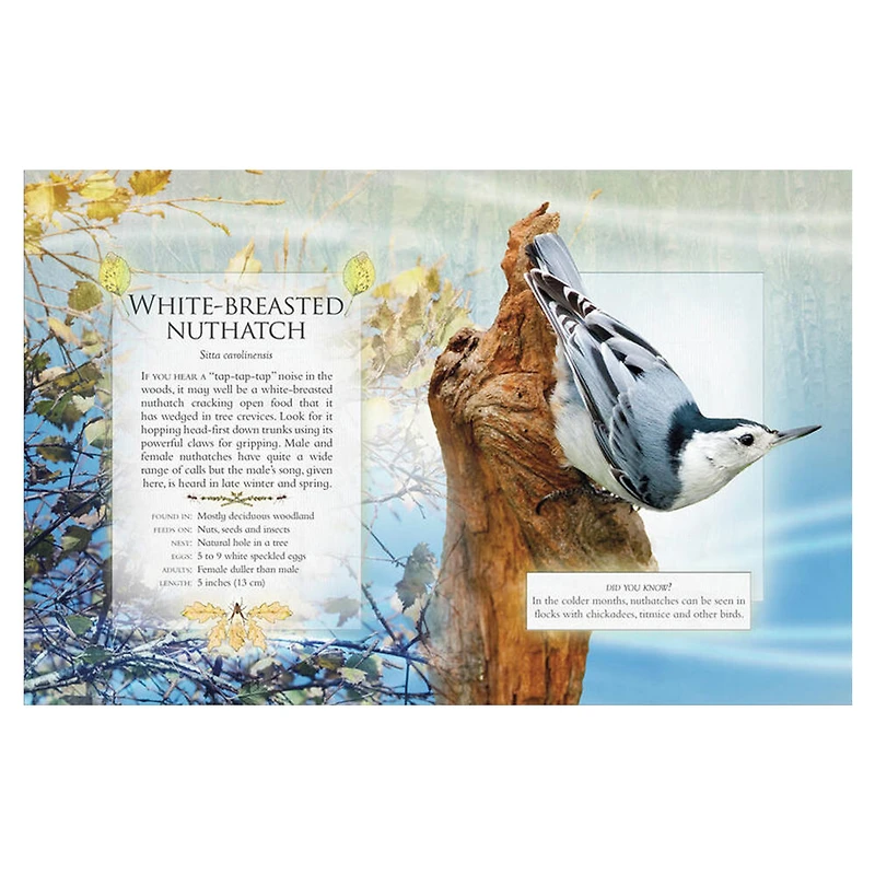 The Little Book of Woodland Bird Songs  - Édition anglaise