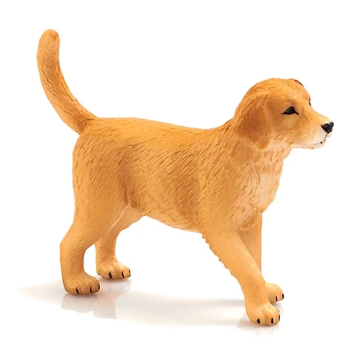 ALEX - Chiot Golden Retriever - Petit