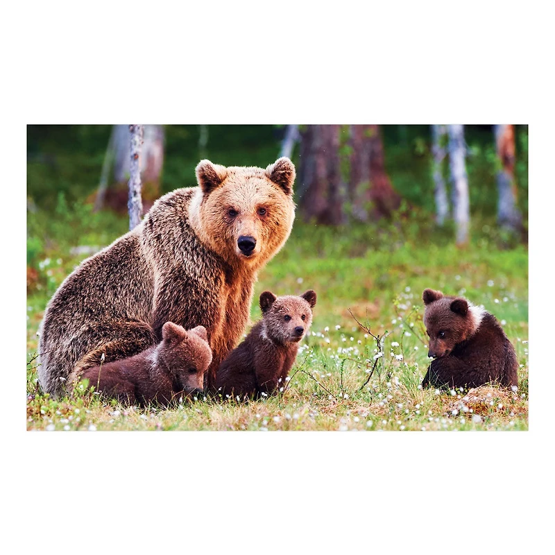 4 In 1 Art/Photo Gallery Puzzle Assortment