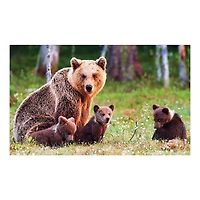 4 In 1 Art/Photo Gallery Puzzle Assortment