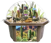 Desert Dome - English Edition