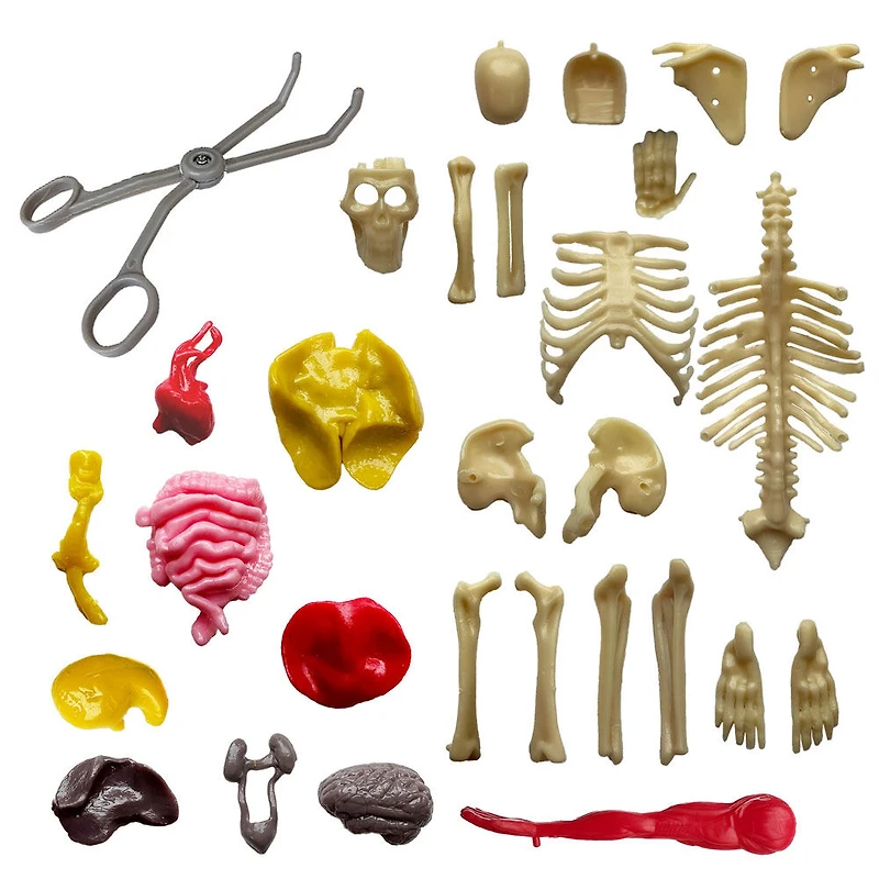 Corps Humain Entièrement Visible