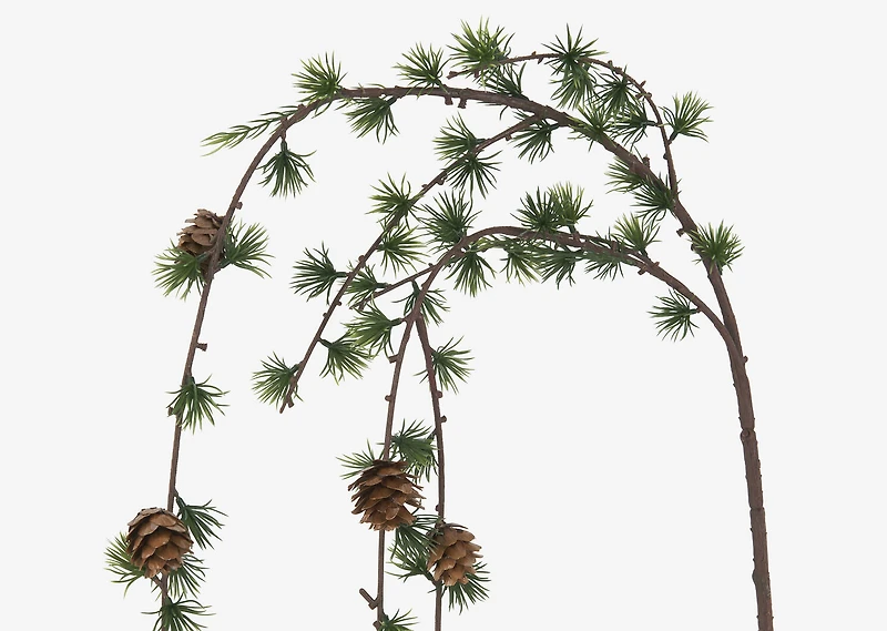 Larix Larch Branch