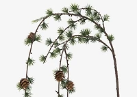 Larix Larch Branch