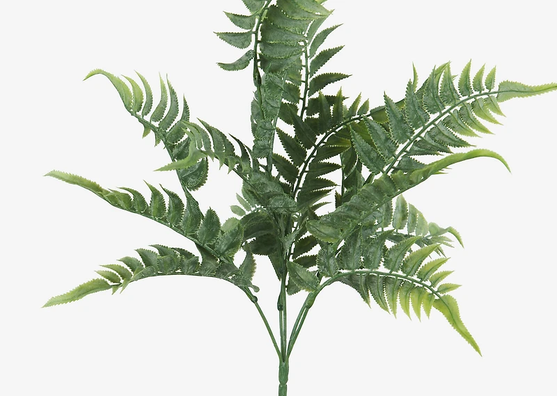Australia Fern Branch