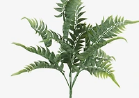 Australia Fern Branch