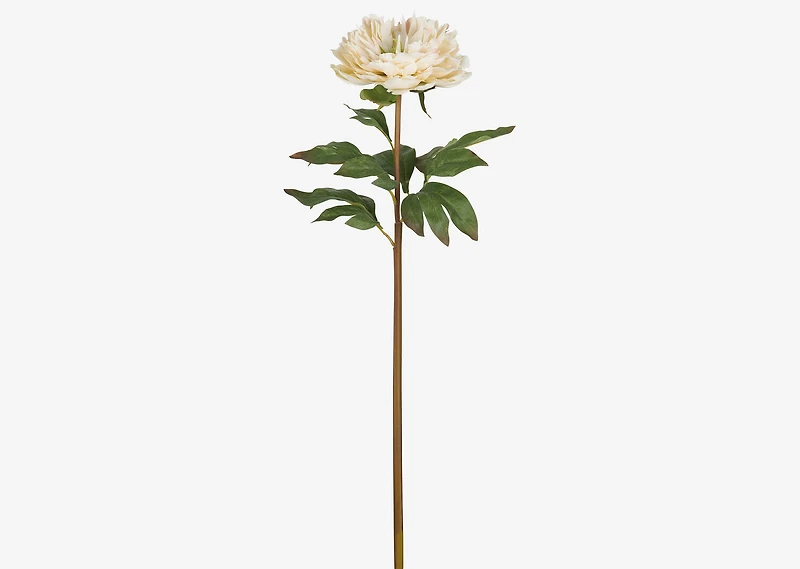 Jayde Peony Stem Ivory