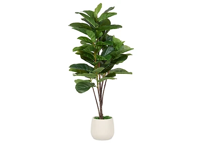 Joe Fiddle Tree Potted