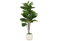 Joe Fiddle Tree Potted