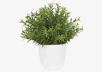 Leesa Rosemary Potted