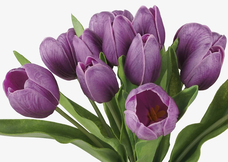 Agnes Tulip Bunch Purple