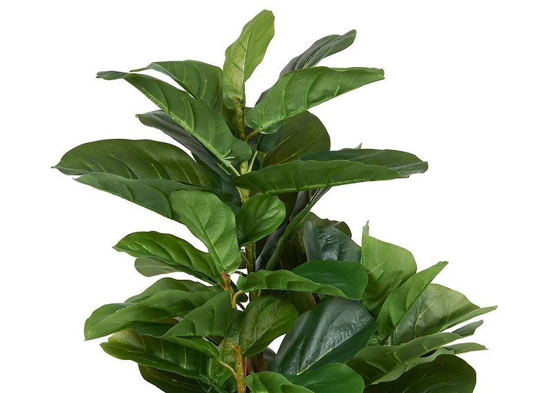 Joe Fiddle Tree Potted