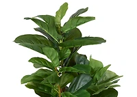 Joe Fiddle Tree Potted